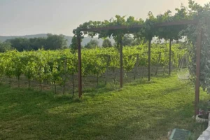 konavle tradition vines vodopic winery journey 01