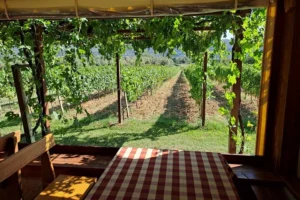 konavle tradition vines vodopic winery journey 11