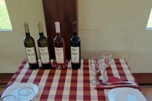 konavle tradition vines vodopic winery journey 13