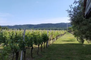 wine and food tasting dubrovnik half day tour 004