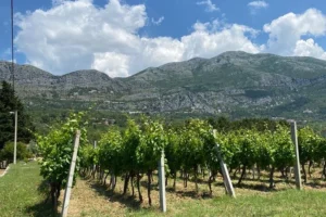 wine and food tasting dubrovnik half day tour 008