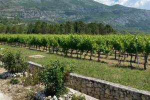 wine and food tasting dubrovnik half day tour 026