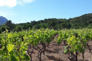 wine and food tasting dubrovnik half day tour 030